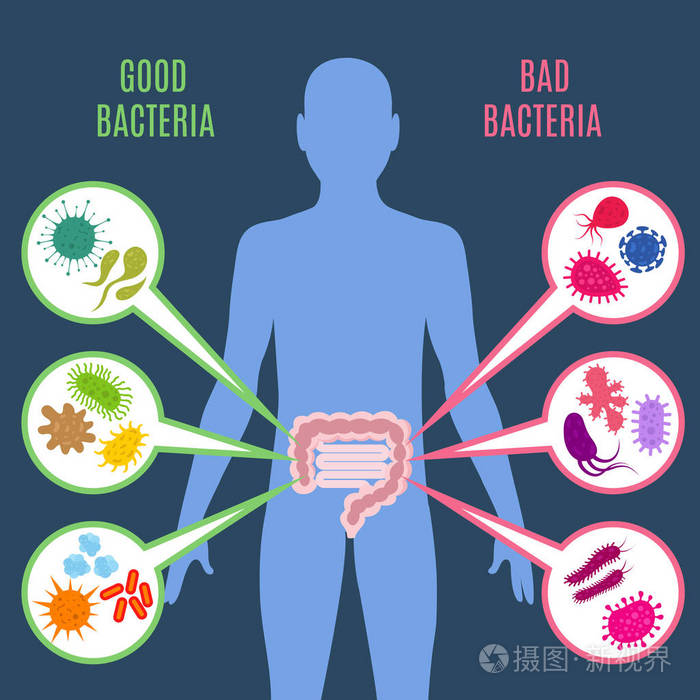 肠道菌群肠道健康矢量概念与细菌和益生菌的图标